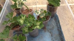 Как проходит укоренение черенков с Микоризой