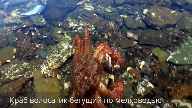 Дальневосточные крабы. Волосатый краб. смотреть онлайн