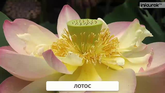 Красная книга смотреть онлайн