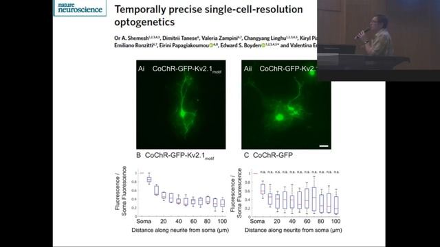 Малышев Алексей Юрьевич - Субклеточное таргетирование опсинов в оптогенетике смотреть онлайн
