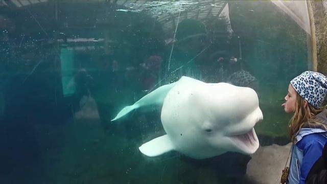 Little Girl vs Beluga Whale смотреть онлайн