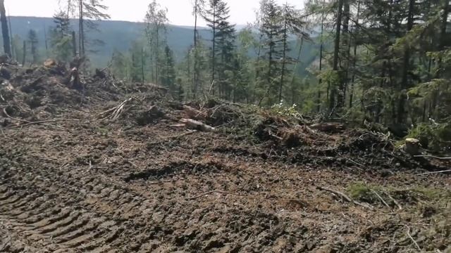 Ходим по деляне.Валочный комплекс Джон Дир (John Deere )