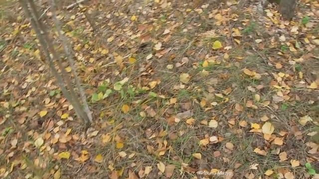 Три дня отдыха. Сбор грибов, трав, рыбалка. Завершение. смотреть онлайн