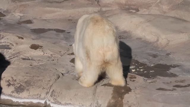 #1-3 Dec 2020 polar bear at Oji zoo, Kobe, Japan смотреть онлайн