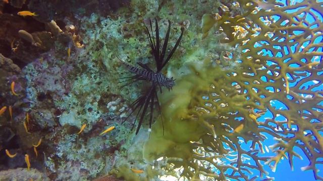 ПРЕКРАСНЫЕ И ОПАСНЫЕ | КРЫЛАТКИ (Сафага, Египет). Lionfish, Safaga, Egypt.