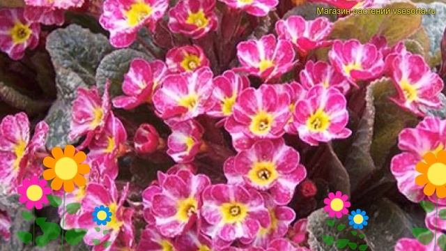 Примула гибридная Дарк Росефлен. Краткий обзор, описание характеристик primula hybrida Dark Rosalee смотреть онлайн