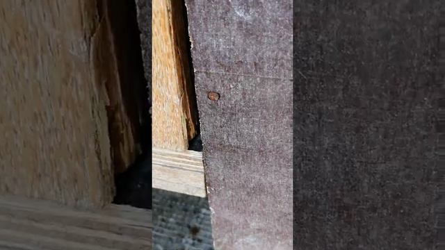 Вши и блохи у кур, как победить смотреть онлайн