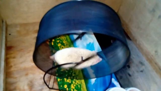 Ежик в колесе смотреть онлайн