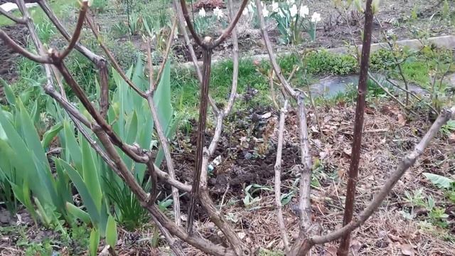 Об этом не расскажет никто! Как заставить #ВанилаФрайз держать соцветия! Как просыпаются почки на М смотреть онлайн