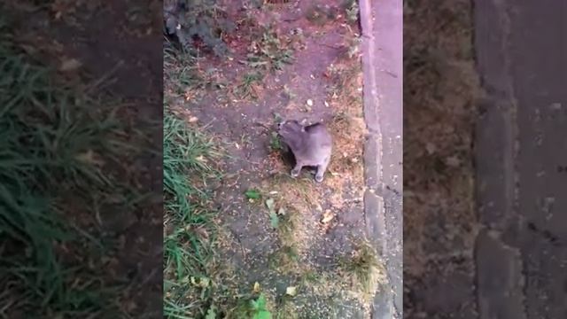 Уличная кошка смотреть онлайн