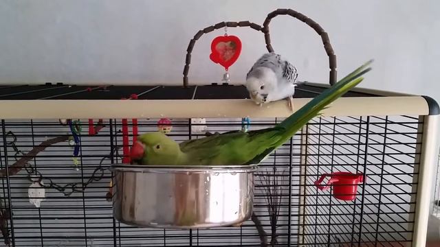 Ожереловый попугай