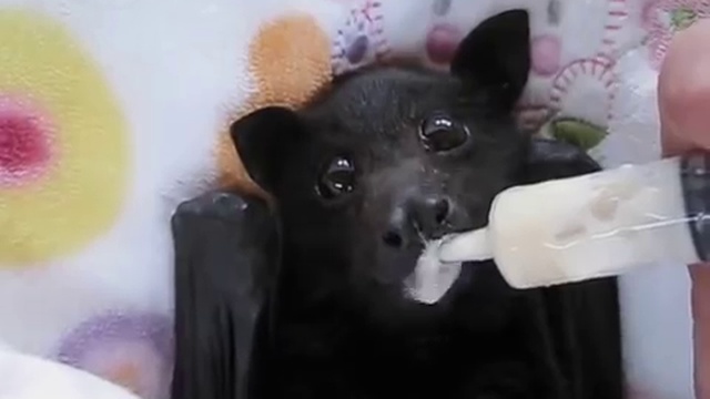 Летучая мышь пьёт банановый смузи смотреть онлайн