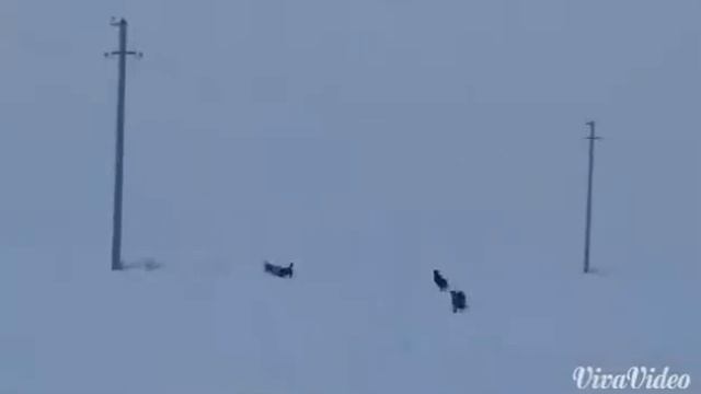 Охота на лиса смотреть онлайн