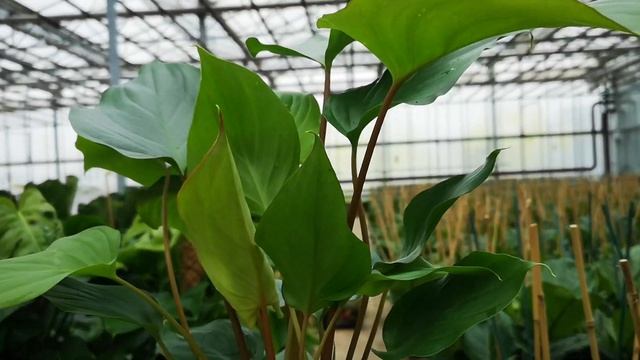 Homalomena Maggy 45cm Height | Live From The Nursery Series