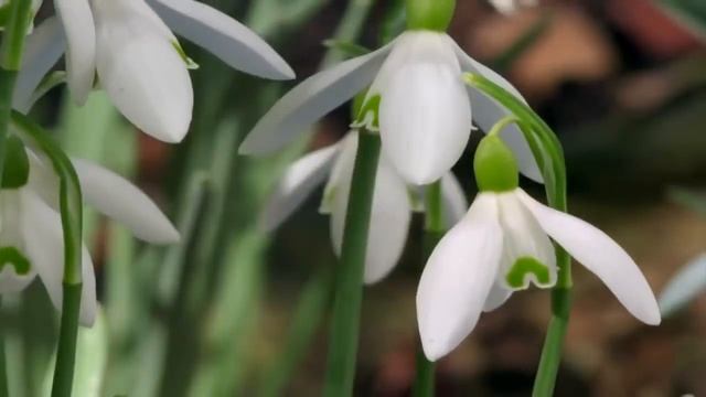 Необычное поздравление с Днем Рождения ! смотреть онлайн