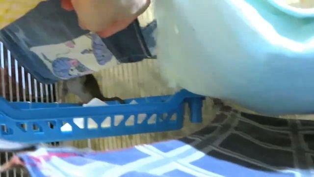 Дикие крысята приручаются. ? Стая Сэмочки и переезд в "Triol 504". ? (Wild Rats) ? смотреть онлайн