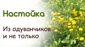 Лечим суставы одуванчиком.. Варенье из одуванчика..Одуванчик полевой.. Польза одуванчика..