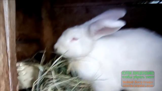 Домашнее кролиководство смотреть онлайн
