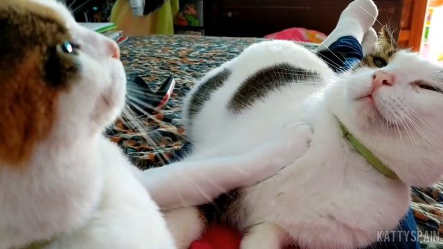 Mortal Combat. Маруся VS Василий. Не буди лихо пока оно спит😄 смотреть онлайн