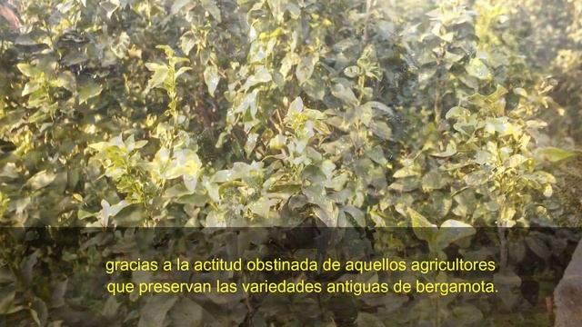 Bergamot: The secrets of Bergamot! смотреть онлайн