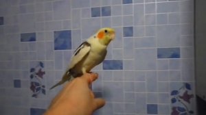 как попугай корелла говорит | корелла Тимошка разговаривает