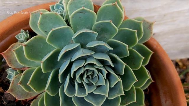 ECHEVERIA ELEGANS смотреть онлайн