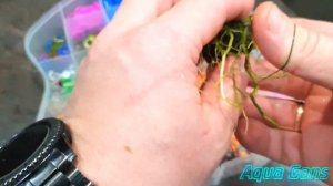 Как очистить анубиас (и не только) от любых водорослей Как привязать растение к лаве