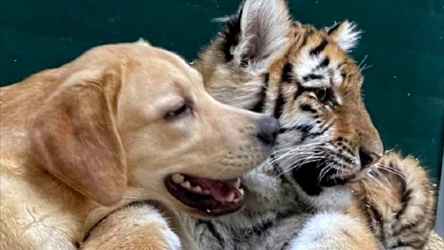 Лабрадора посадили к тигру .То что стало через 2 дня всех испугало!!!