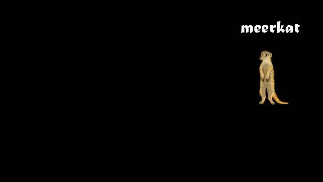 Animals Collection - Sharks, Farm Animals, Pets, Insects & More - The Kids' Picture Show смотреть онлайн