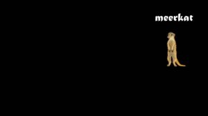 Animals Collection - Sharks, Farm Animals, Pets, Insects & More - The Kids' Picture Show