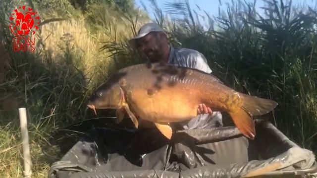 Бойлы LION BAITS отзывы 2019 года смотреть онлайн