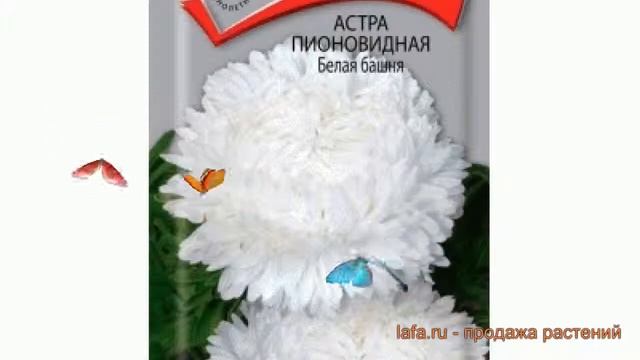 Астра пионовидный Белая башня (belaya bashnya) ? обзор: как сажать, семена астры Белая башня смотреть онлайн