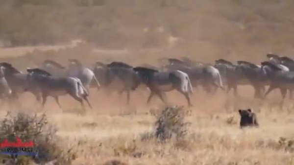 ZEBRAS MATING & 10 FACTS YOU DIDN'T KNOW ABOUT GREVY'S ZEBRAS