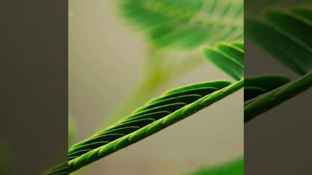 Мимоза стыдливая( Mimoza pudica). Видео с просторов интернета. смотреть онлайн
