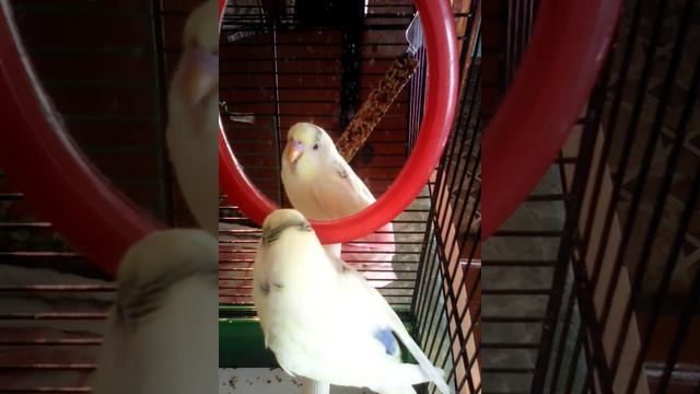 Белый попугай. смотреть онлайн