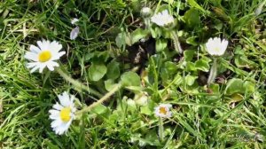 Музыка нежной грусти...   John Sokoloff - Sunnywood.