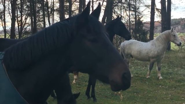 Лошади пришли в отель! смотреть онлайн