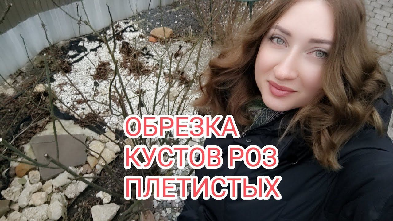 Обрезка роз весной. Питомник роз РОЗЫ БУШЕС, Ксения смотреть онлайн