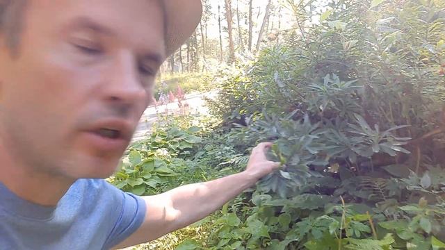 Как выглядит волчеягодник или волчье лыко? Самая ядовитая 