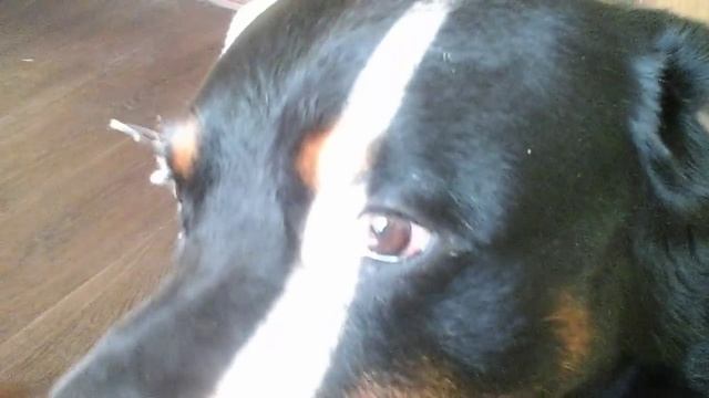 .Как приучить собаку к мед.процедурам.СОВЕТЫ ПО ДРЕССИРОВКЕ РОТВЕЙЛЕРА смотреть онлайн