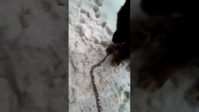 дикая кошка Багира в гостях у Шарика на острове шикотан ч 1)) смотреть онлайн