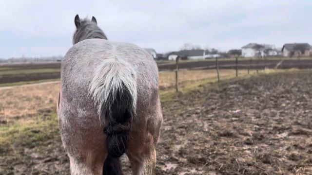 Horses🐴brabansone🔥Vandam🔥stallion🔈Gerda🔥🚀Жеребець на паровку🔔🔔🔔 смотреть онлайн