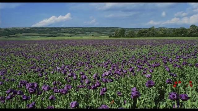 J. S. Bach - Ouverture No. 3 in D Major "Air" BWV 1068 смотреть онлайн