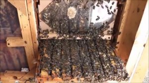 Кассетный пчелопавильон Берендей. Итоги зимовки 2018