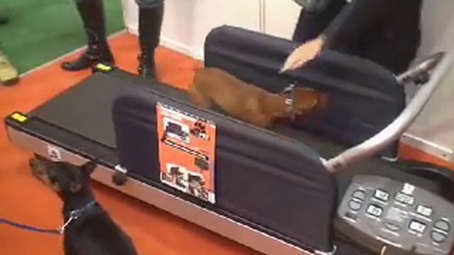 Тренировка на беговой дорожке X-Pet смотреть онлайн