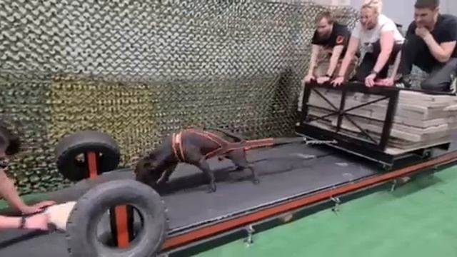 Вейтпуллинг для собак! Тяжелая атлетика для питбулей, амстаффов, прайтеров и других пород от 10 кг. смотреть онлайн