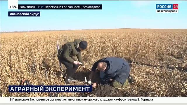 Опыт по выращиванию "низкоуглеродной" сои. Новостной ролик про нашу работу смотреть онлайн