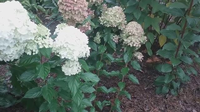 23 сентября 2018 Высокорослые метельчатые гортензии смотреть онлайн