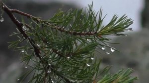 Звук дождя в палатке 10 часов | Шум дождя для крепкого сна