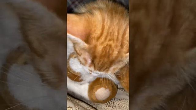 Василиса Апельсиновна 🐈 .                   Вечерние игрульки 💃